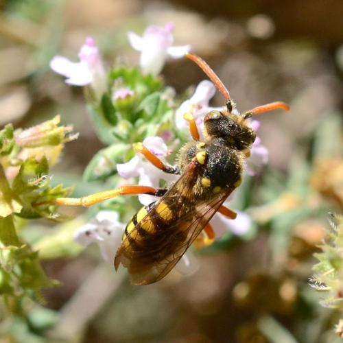 Nomada sexfasciata